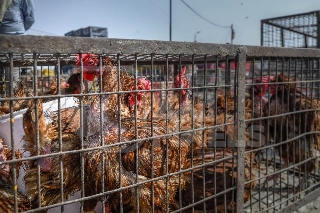 Indian brown laying hens or chickens with feather loss in cages at Ghazipur murga mandi, Ghazipur, Delhi, India, 2022