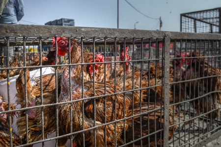 Indian brown laying hens or chickens with feather loss in cages at Ghazipur murga mandi, Ghazipur, Delhi, India, 2022