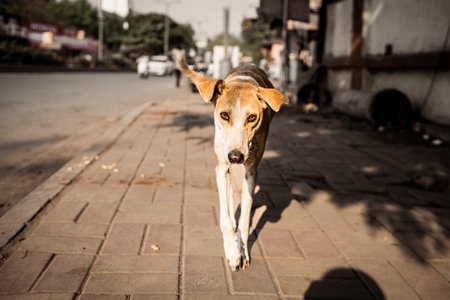 Indian street dog or stray pariah dog walking on the side of the road in the city of Pune, India, 2024