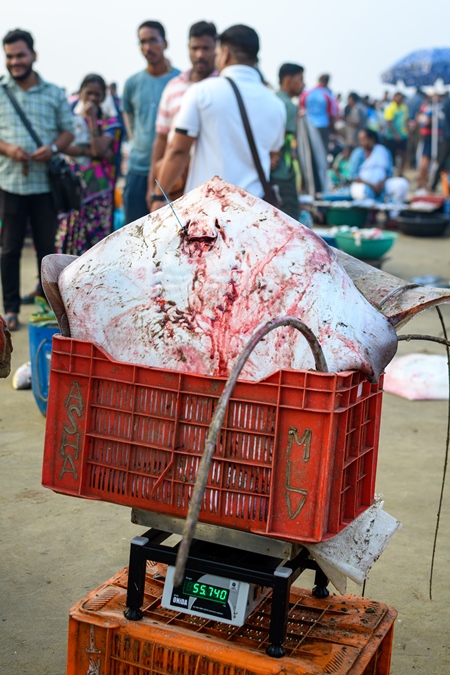 Dead Indian stingray fish in a crate being weighed at Malvan fish market on beach in Malvan, Maharashtra, India, 2022