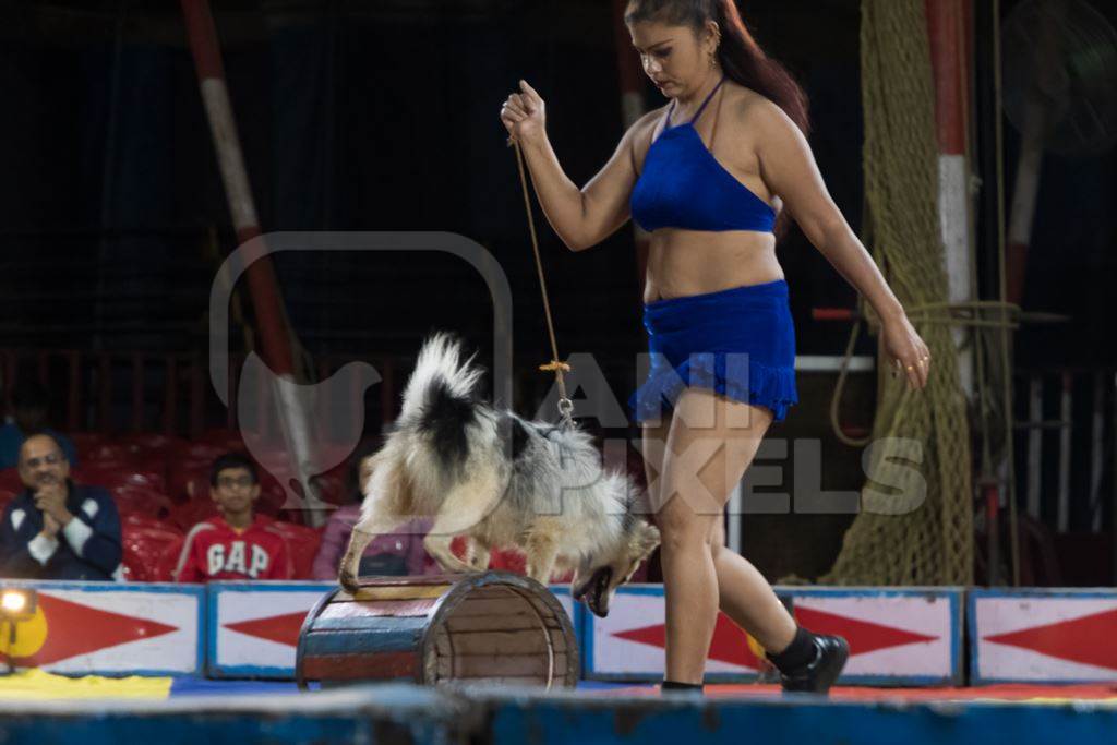 Dogs used as a performing circus animals with acrobat in the Golden Circus, Maharashtra, India, 2019