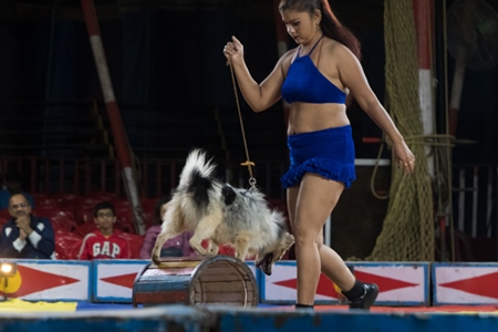 Dogs used as a performing circus animals with acrobat in the Golden Circus, Maharashtra, India, 2019