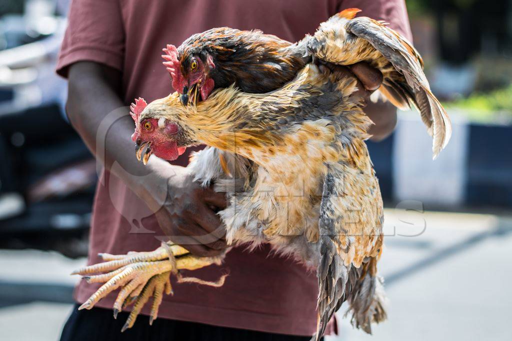 Man holding hens or chickens tied with string at Juna Bazaar