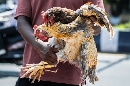 Man holding hens or chickens tied with string at Juna Bazaar