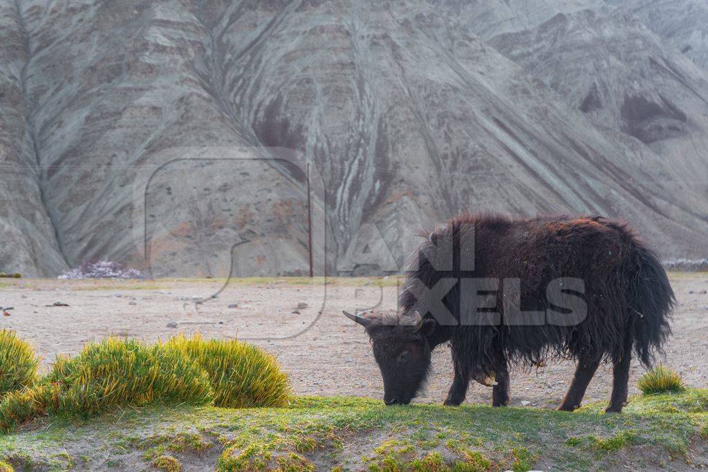 Photo of Indian dzo (male) or dzomo (female) a hybrid yak and cow cross in Ladakh in the Himalaya mountains in India