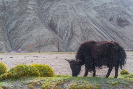 Photo of Indian dzo (male) or dzomo (female) a hybrid yak and cow cross in Ladakh in the Himalaya mountains in India