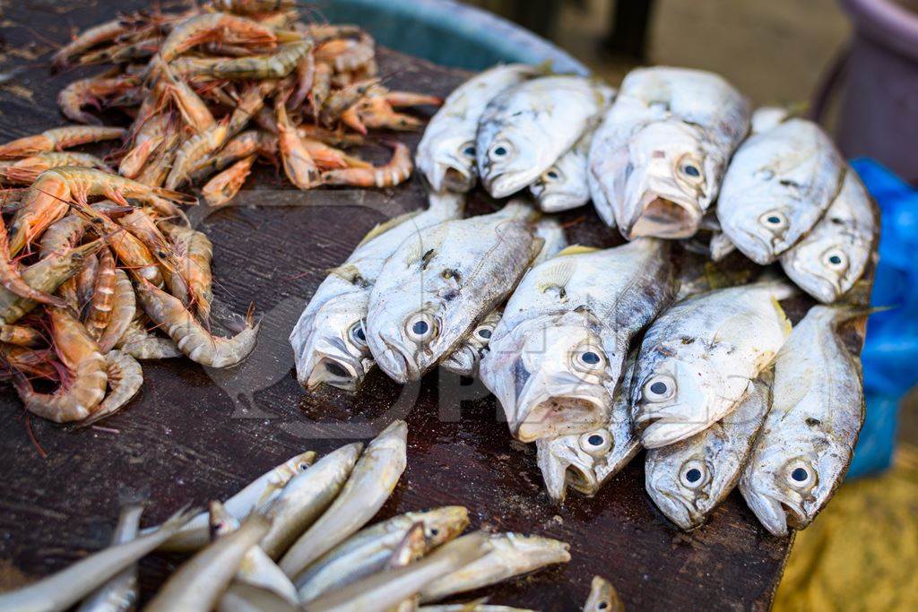 Small dead Indian fish on sale at Malvan fish market on beach in Malvan, Maharashtra, India, 2022