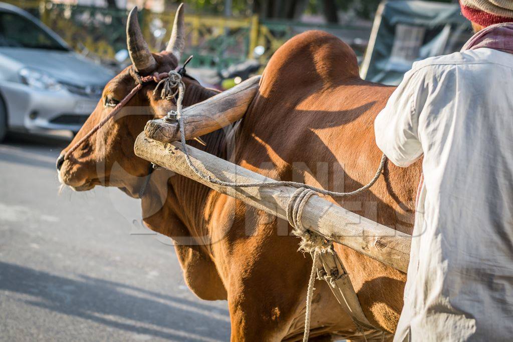 Man wtih brown bullock in harness in an urban city street