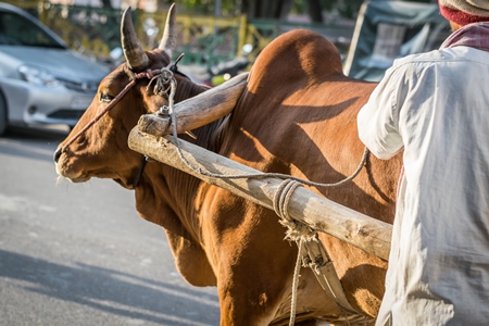 Man wtih brown bullock in harness in an urban city street