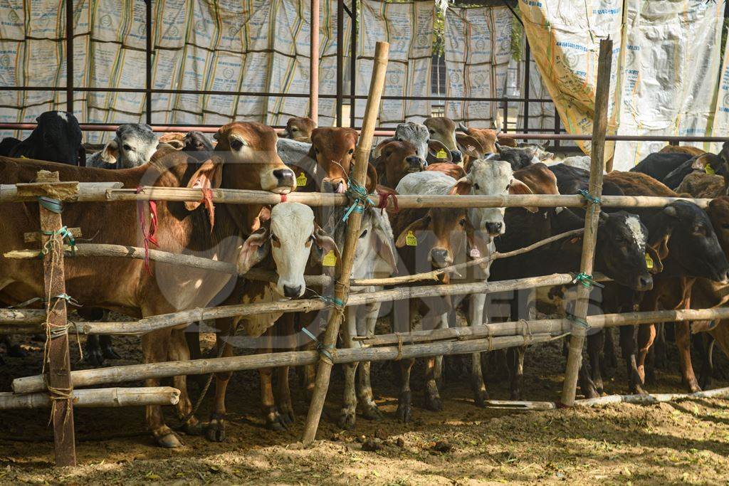 Indian cows and calves in a pen at a gaushala or goshala in Jaipur, India, 2022