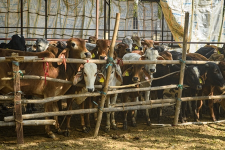 Indian cows and calves in a pen at a gaushala or goshala in Jaipur, India, 2022