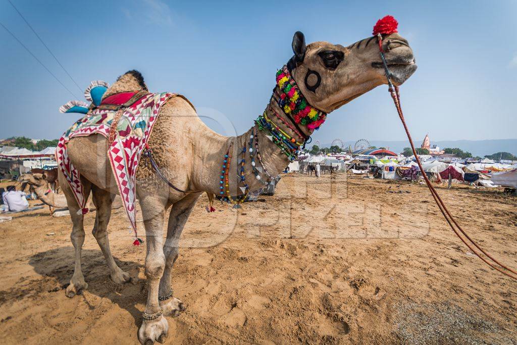 Colourful and decorated camel on show at Pushkar camel fair in Rajasthan