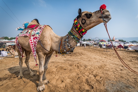 Colourful and decorated camel on show at Pushkar camel fair in Rajasthan