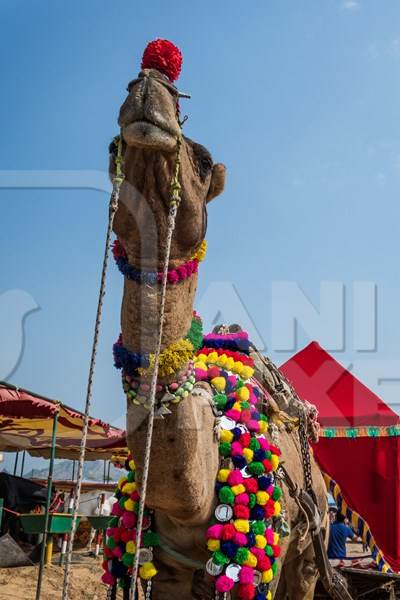 Decorated Indian camel used for camel rides pulling  cart for tourists at Pushkar camel fair in Rajasthan, 2019