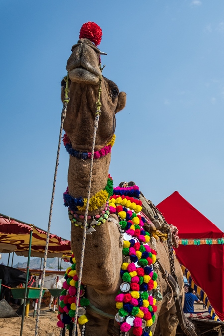 Decorated Indian camel used for camel rides pulling  cart for tourists at Pushkar camel fair in Rajasthan, 2019