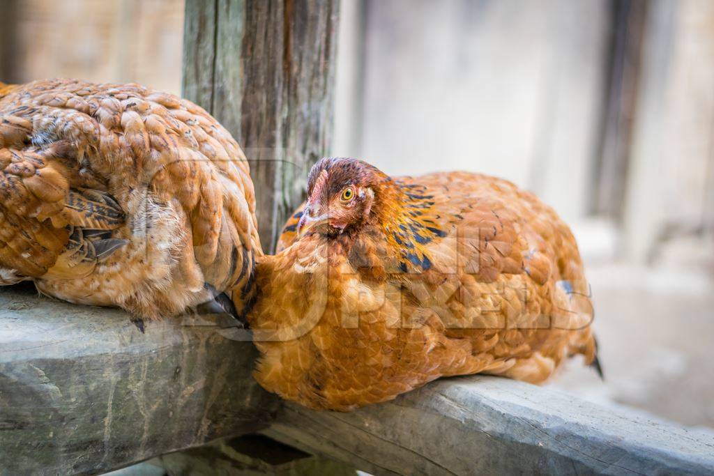 Orange hen in a rural village