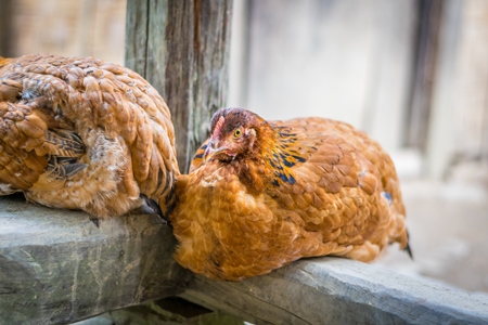 Orange hen in a rural village