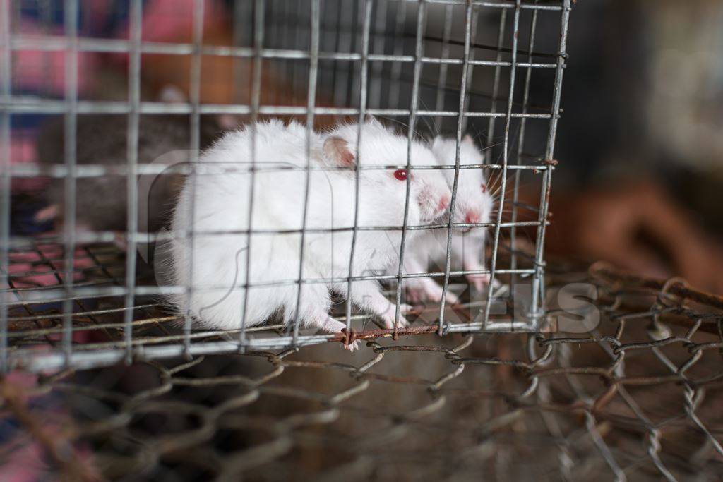 Baby white mice on sale as pets in cages at Galiff Street pet market, Kolkata, India, 2022