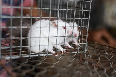 Baby white mice on sale as pets in cages at Galiff Street pet market, Kolkata, India, 2022