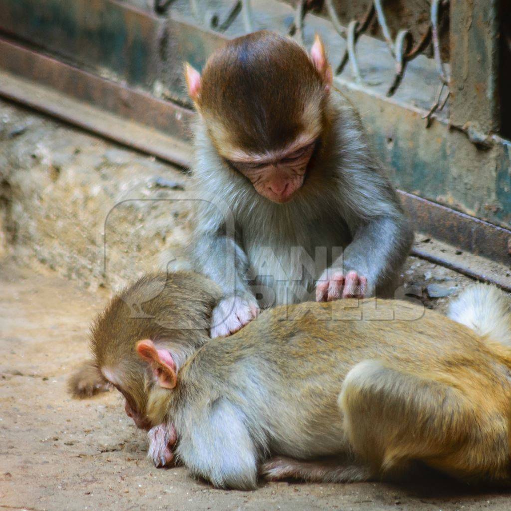Small baby monkeys playing in cage at Byculla zoo in Mumbai
