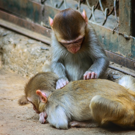 Small baby monkeys playing in cage at Byculla zoo in Mumbai