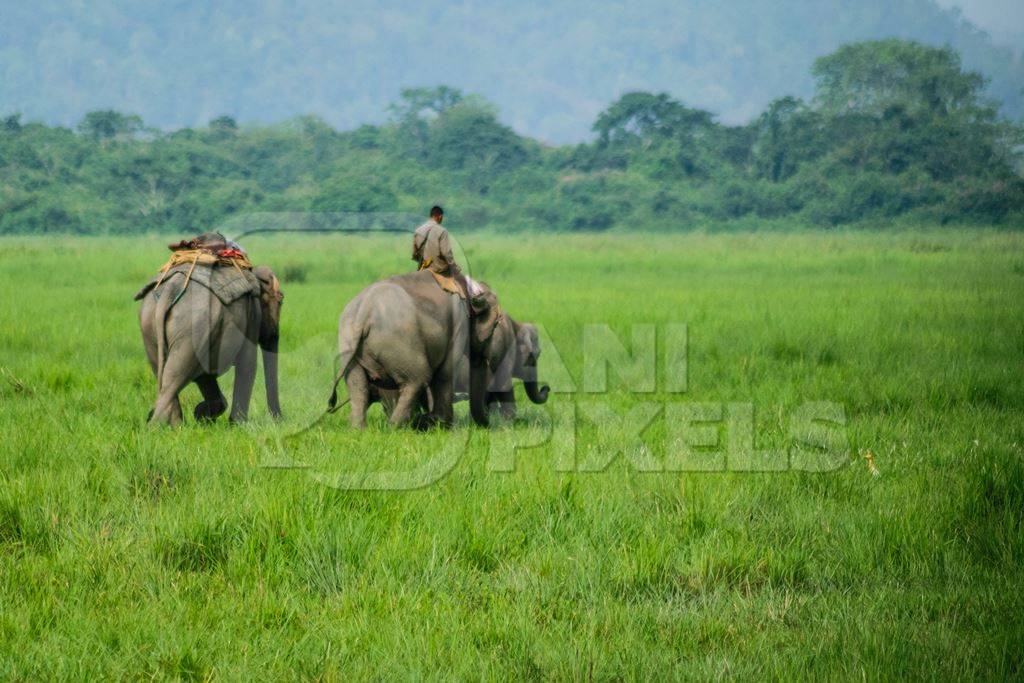 Elephants used for tourist elephant safari rides in Kaziranga National Park