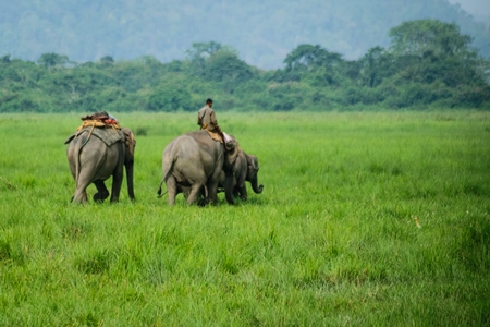 Elephants used for tourist elephant safari rides in Kaziranga National Park