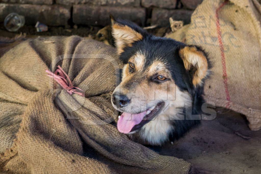 Dogs tied up in sacks on sale for meat at dog market