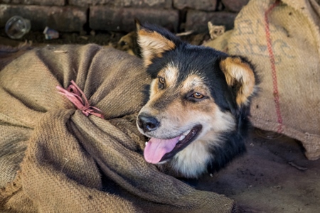 Dogs tied up in sacks on sale for meat at dog market