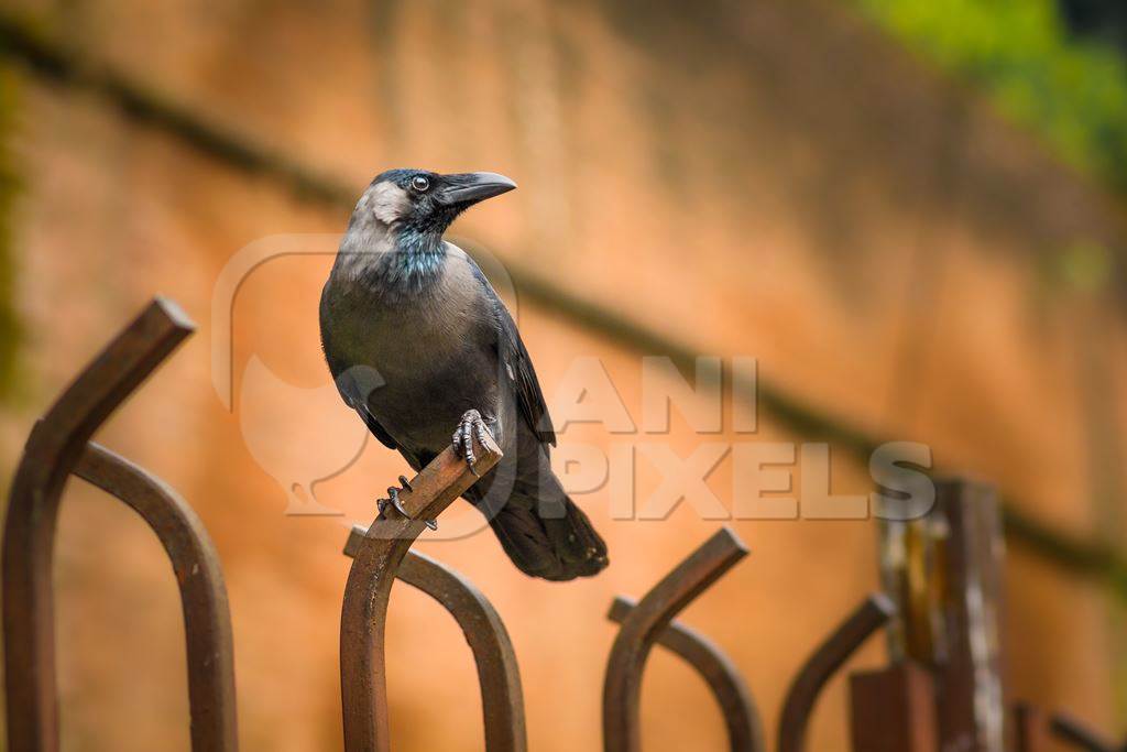 Photo or image of Indian house crow Corvus splendens on fence with orange background in city of Pune, Maharashtra, India, 2021