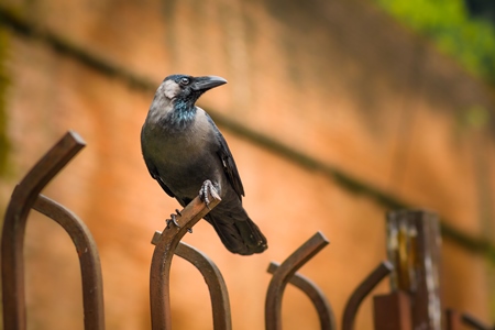 Photo or image of Indian house crow Corvus splendens on fence with orange background in city of Pune, Maharashtra, India, 2021