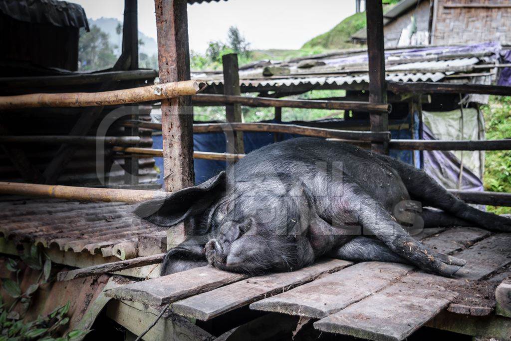 Pig in wooden pig pen on farm in rural Nagaland