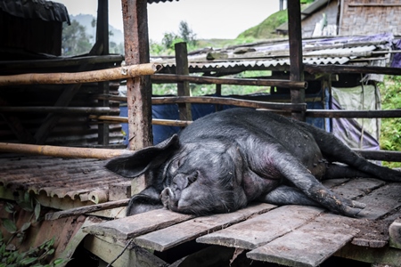 Pig in wooden pig pen on farm in rural Nagaland