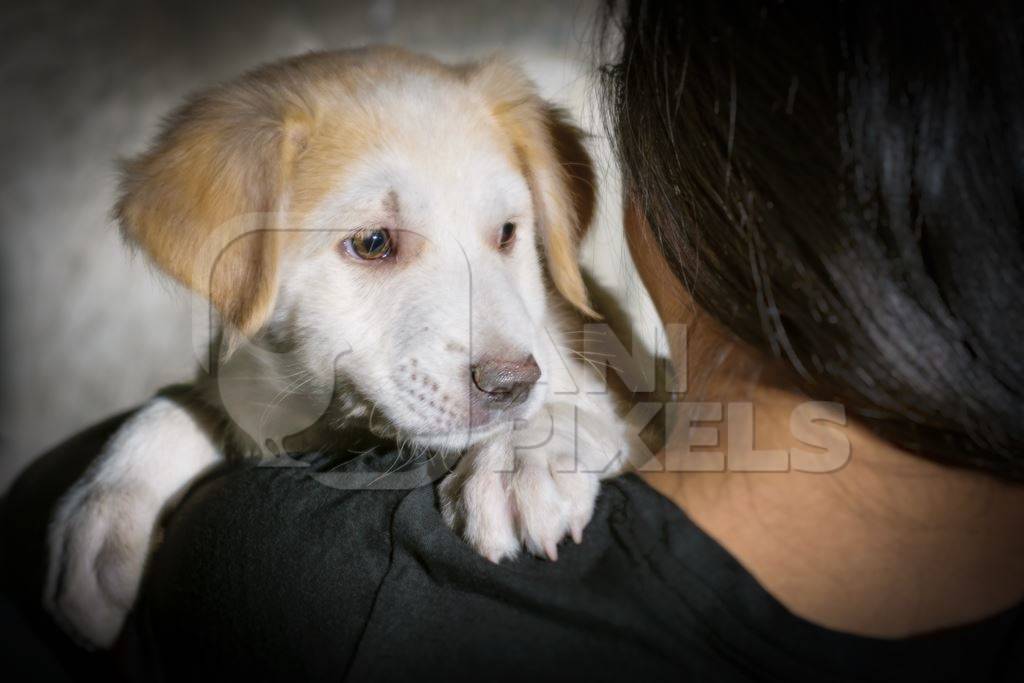 Volunteer animal rescuer girl holding cute fluffy street puppy in her arms