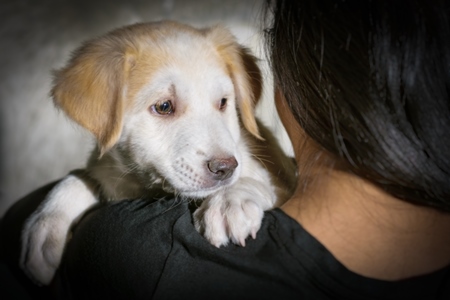 Volunteer animal rescuer girl holding cute fluffy street puppy in her arms