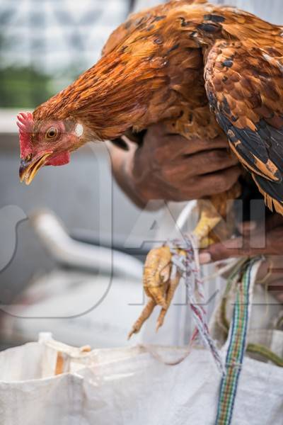 Man holding chicken or hen on sale at Juna Bazaar