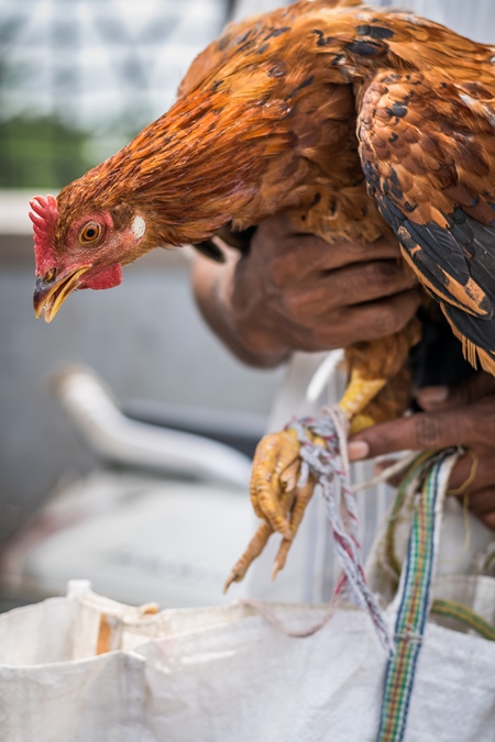 Man holding chicken or hen on sale at Juna Bazaar