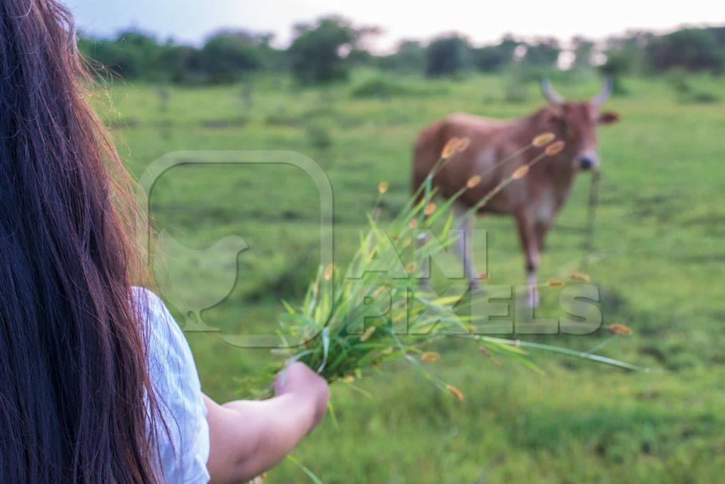 Indian girl holding handfull of grass to Indian cow or bullock in green field with blue sky background in Maharashtra in India