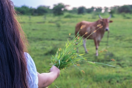Indian girl holding handfull of grass to Indian cow or bullock in green field with blue sky background in Maharashtra in India