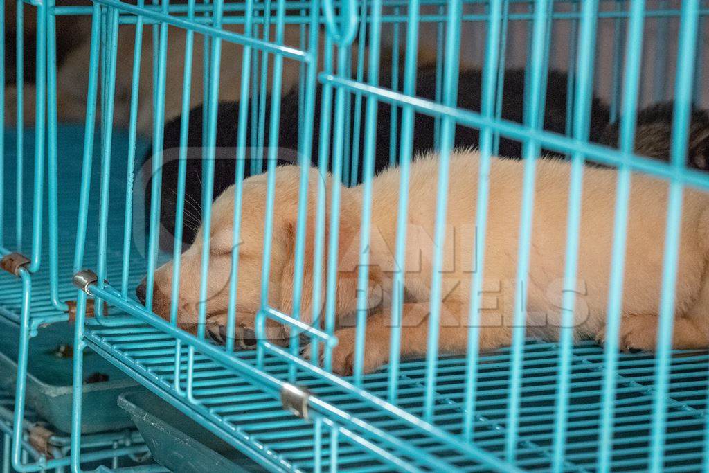 Pedigree breed puppies in cage on sale at Crawford pet market in Mumbai