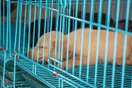 Pedigree breed puppies in cage on sale at Crawford pet market in Mumbai