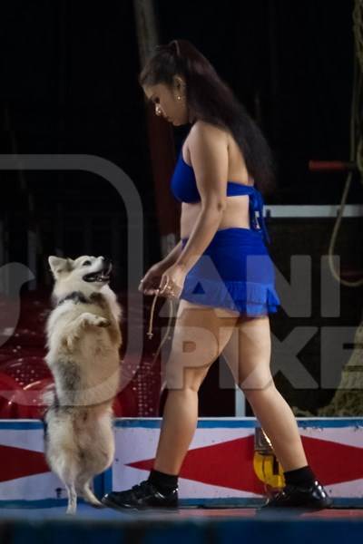 Dog standing on hind legs used as a performing circus animal with acrobat in the Golden Circus, Maharashtra, India, 2019