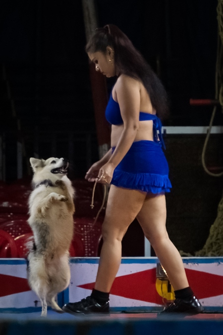 Dog standing on hind legs used as a performing circus animal with acrobat in the Golden Circus, Maharashtra, India, 2019