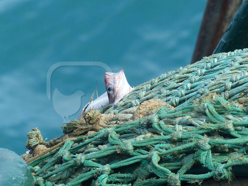 Fish gasping through hole in blue and green fishing net