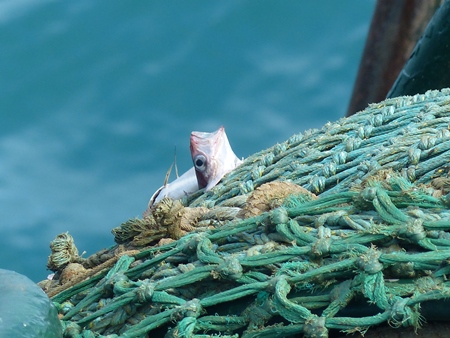 Fish gasping through hole in blue and green fishing net