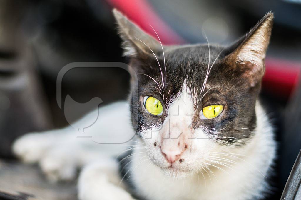 Black and white street cat with green eyes on the street