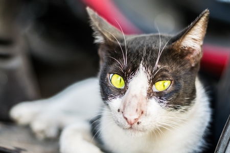 Black and white street cat with green eyes on the street