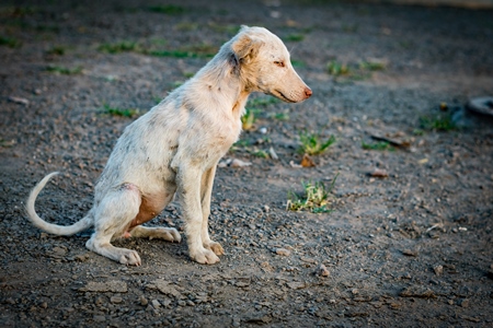 Small white street puppy with grey background in the urban city of Pune