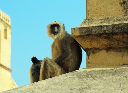 Langur sitting on roof top with blue sky background