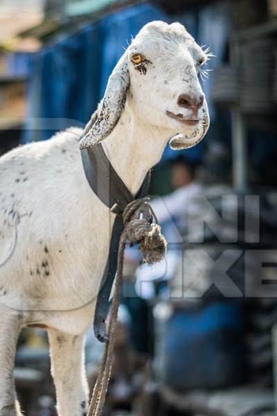 White goat tied up outside a mutton shop in the urban city of Mumbai